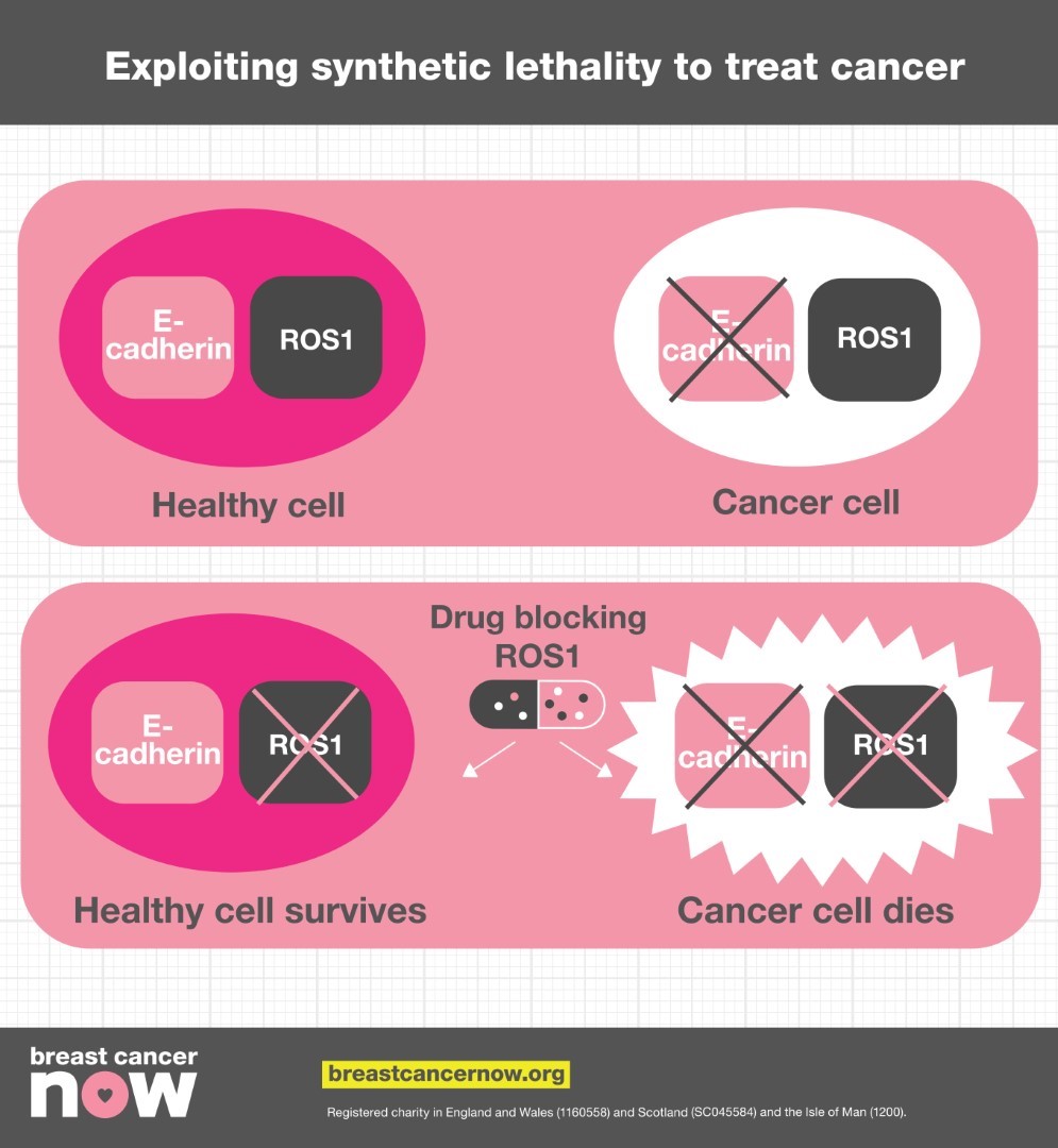 Infographic explaining exploiting synthetic lethality to treat cancer